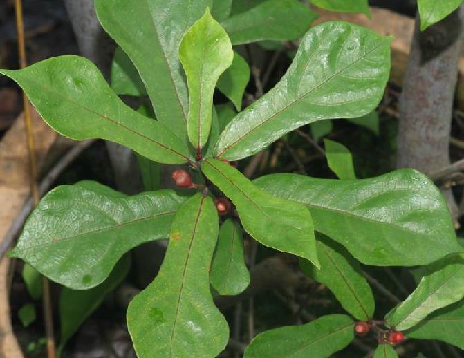 16种叶形特殊的植物及其多种用途：观赏、药用、食用、饲料和科研