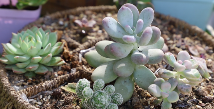 多肉植物叶片发黄变软的原因及解决方法