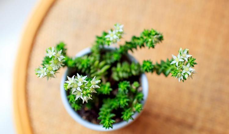 如何正确照顾和种植白花小松：一篇全方位的指南