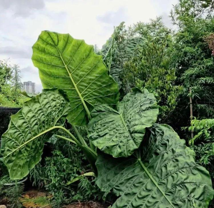 天南星科植物：华南地区的观叶植物魅力