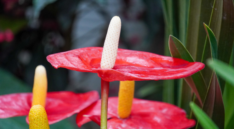 独特花卉种类及其养护方法：从魔芋花到瓶子草花