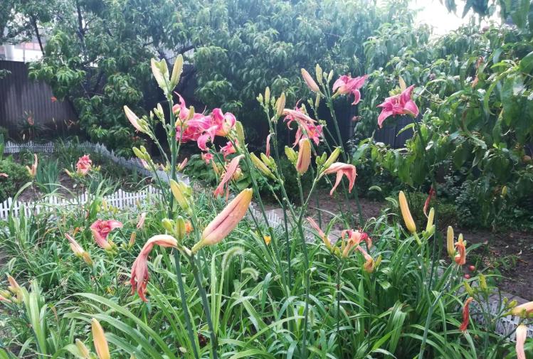 庭院和小花园植物选择：茶花、萱草、芍药、栀子花和月季的护理与种植