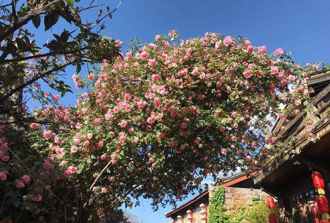 五种长寿室内植物和护理方法：君子兰、茶花、月季花、玉树和紫藤花