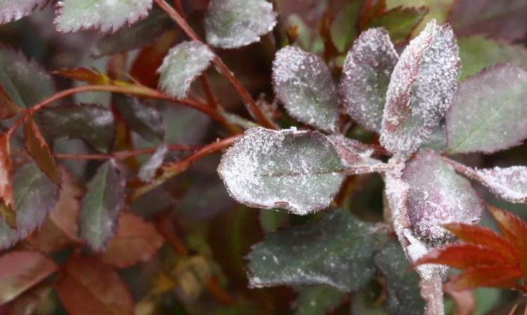 月季花病症识别与治疗：黑斑病、白粉病和锈病全解析