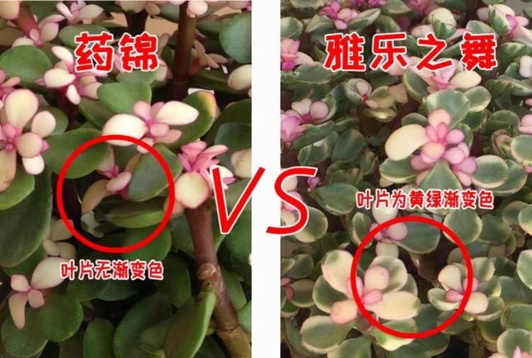 雅乐之舞多肉植物的养护：如何保持其健康生长