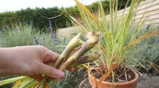 如何正确种植和养护香茅：细节与技巧