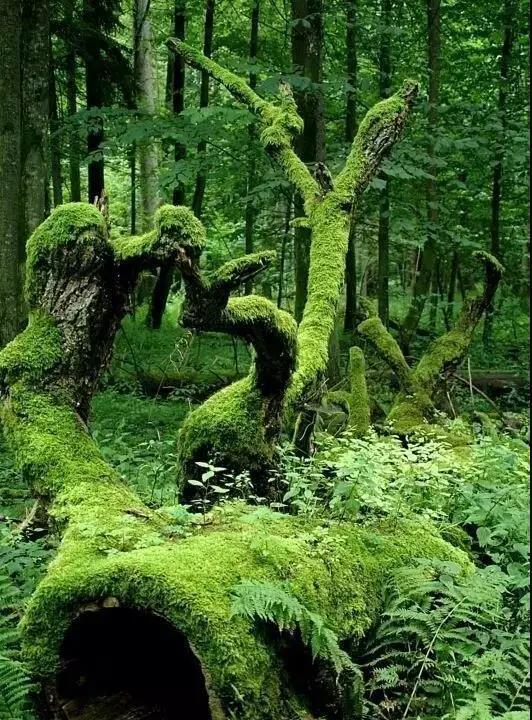 苔藓种植与繁殖：理解并优化其生长环境