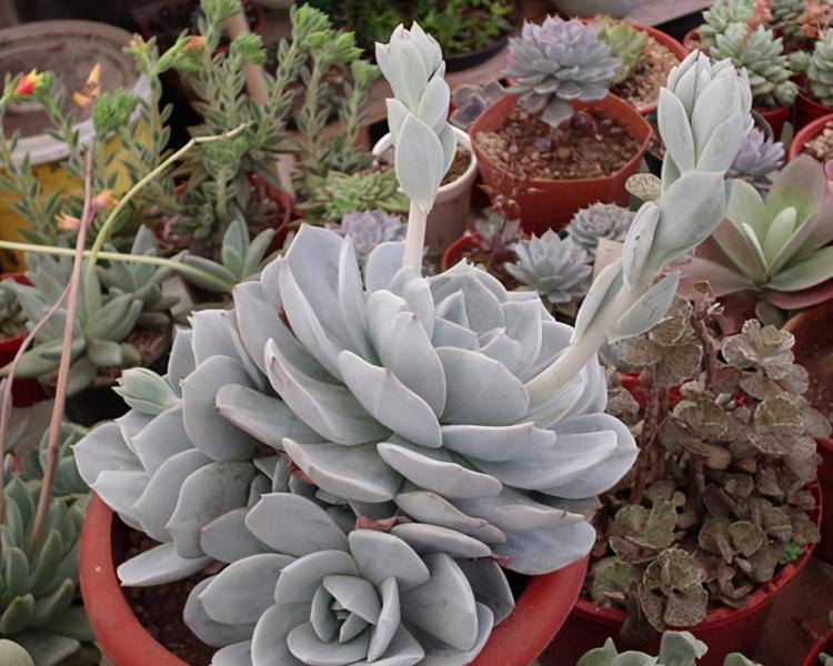 详细养护指南：Echeveria 'Caly Argentea'多肉植物