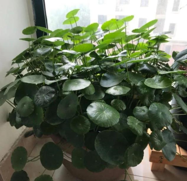 室内盆栽花卉和绿植的十种养护方法：从绿萝到虎皮兰