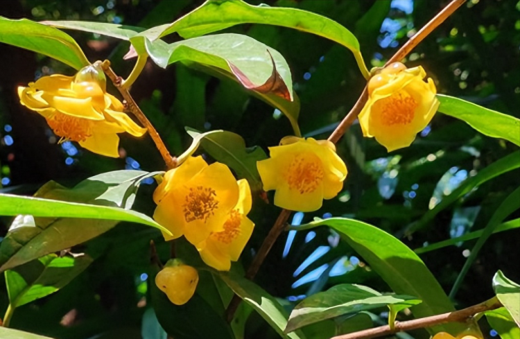 四种易养且价值高的花卉：金花茶、帝王花、地涌金莲和宝莲灯花