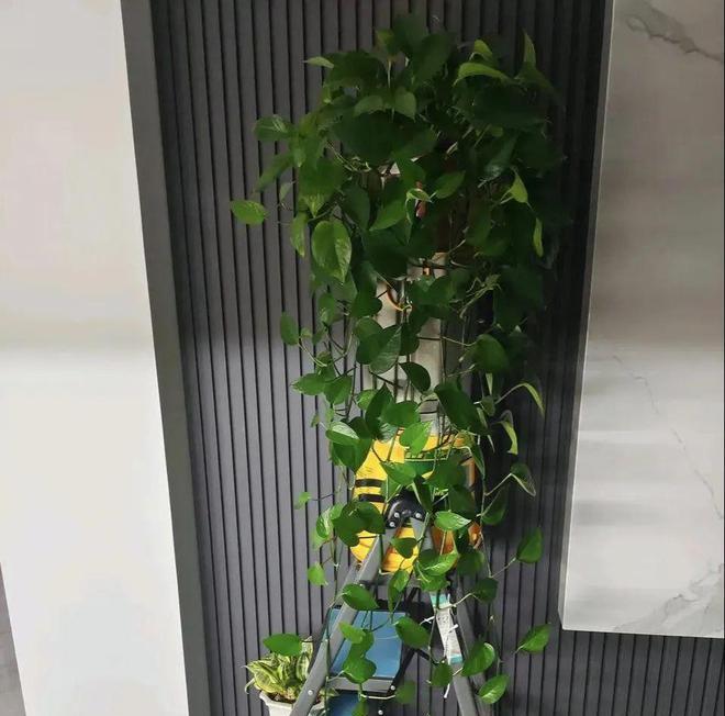 选择适合家中种植的植物：石榴树、柿子树、苹果树与桃树的优势