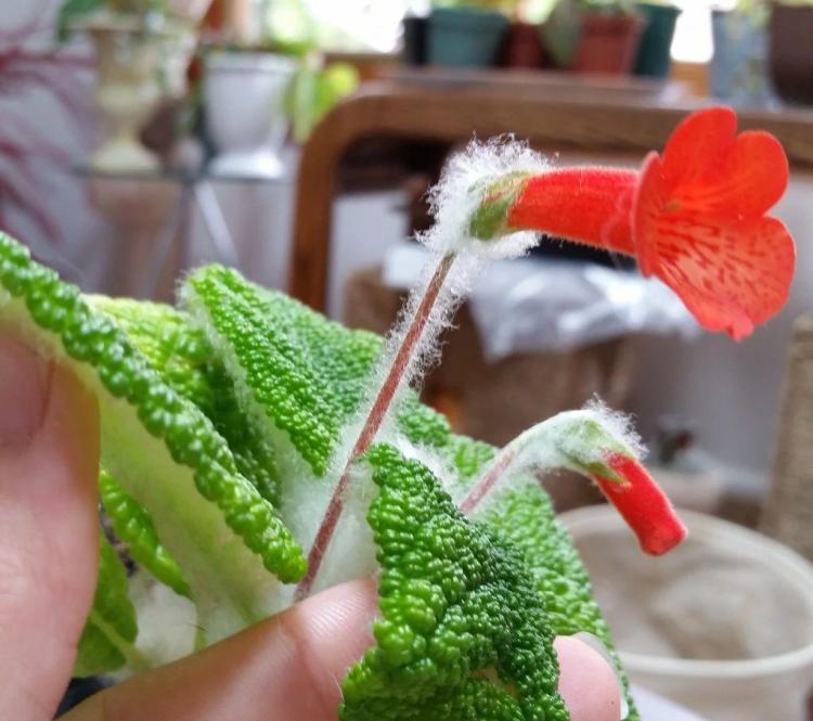 苦苣苔科植物：最经典的观赏品种和种植指南