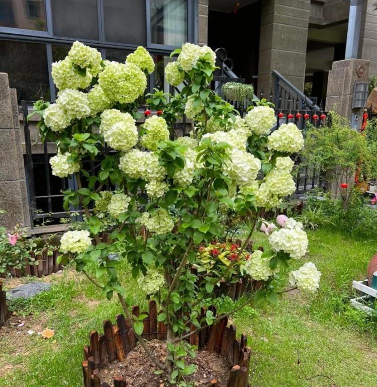 中华木绣球的种植与养护：一种美丽且增值的庭院植物