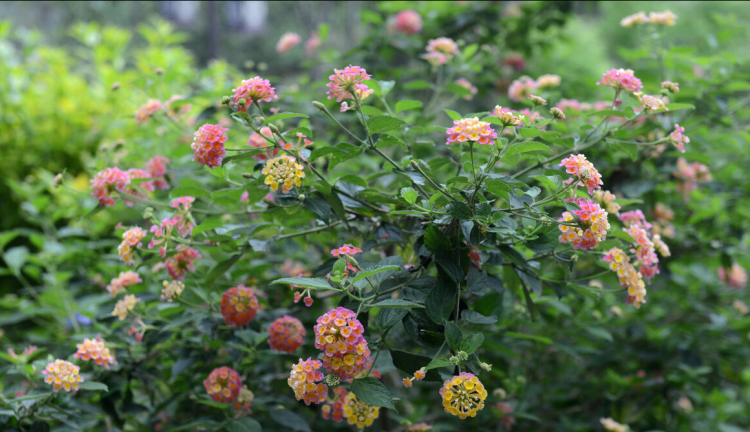 五种适应力强、生命力旺盛的植物：五色梅、凌霄花、水葫芦、缠枝牡丹和落地生根