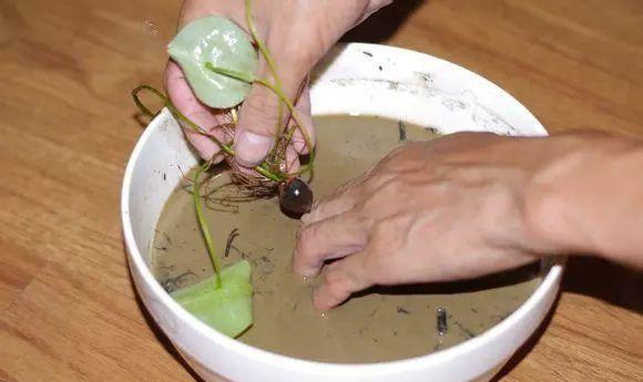 如何成功种植和管理盆栽莲花：详细指南