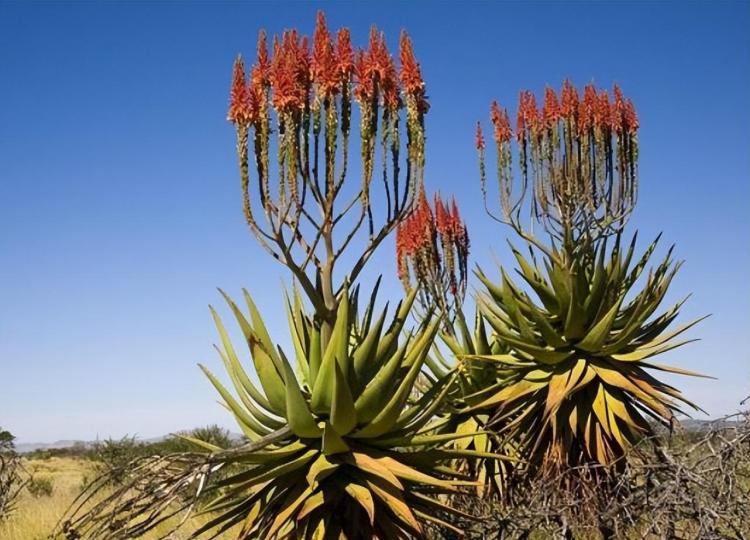 芦荟种植与应用：治疗、护肤与食用的全方位指南