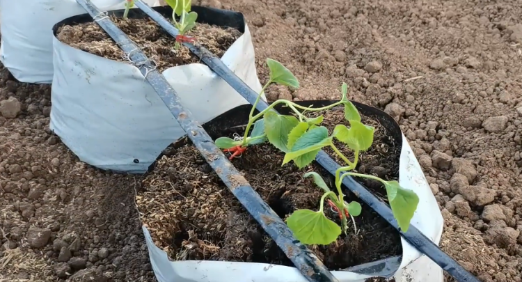 解决黄瓜种植中叶片焦枯和叶片发黄问题的有效策略