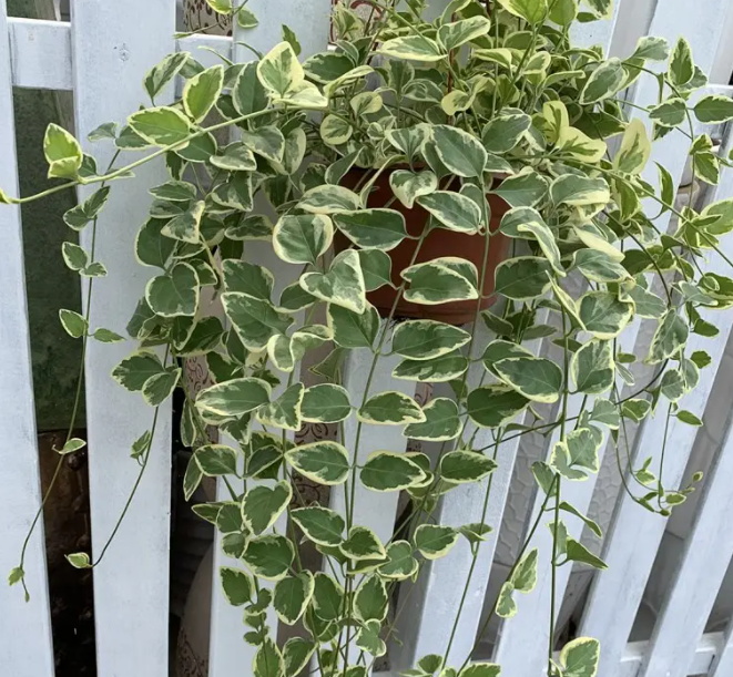 阳台和窗台上最适合种植的吊挂植物：选择指南和养护技巧