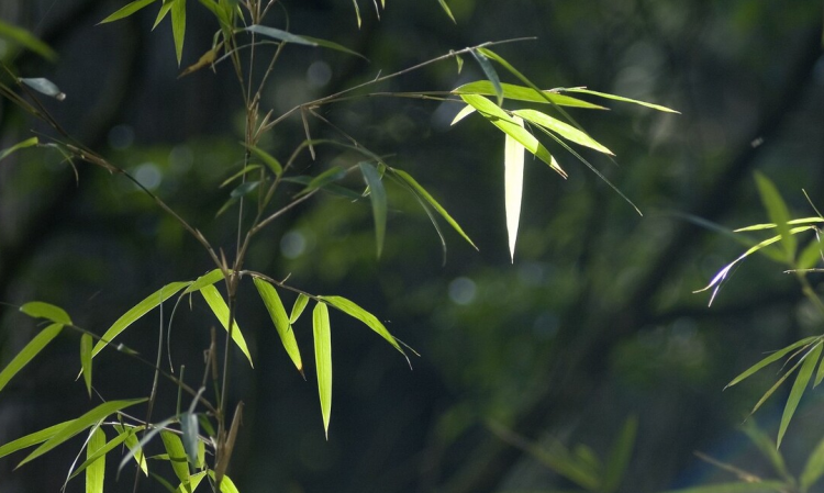 竹子叶子发黄的原因及解决策略：光照、浇水和病虫害的影响