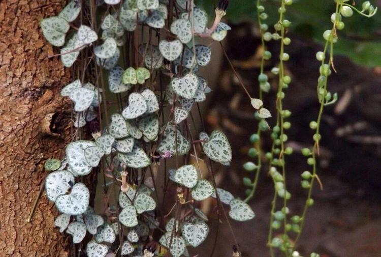 适合室内种植的爬藤植物：绿萝、常青藤及其他选择