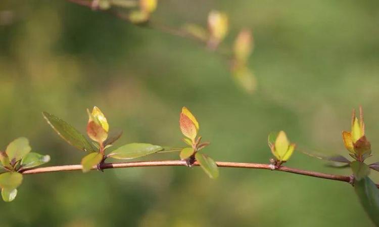 各种颜色的新叶：常见植物新叶颜色指南