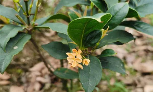 桂花养护指南：从叶子干燥问题到丰盛开花的技巧