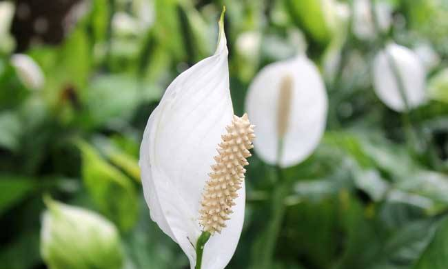 白掌植物的正确养护方法：如何修剪、施肥、灌溉和调整光照