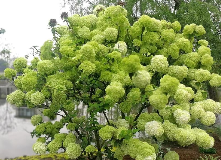 北方冬季10种耐寒花卉推荐：打造美丽花境