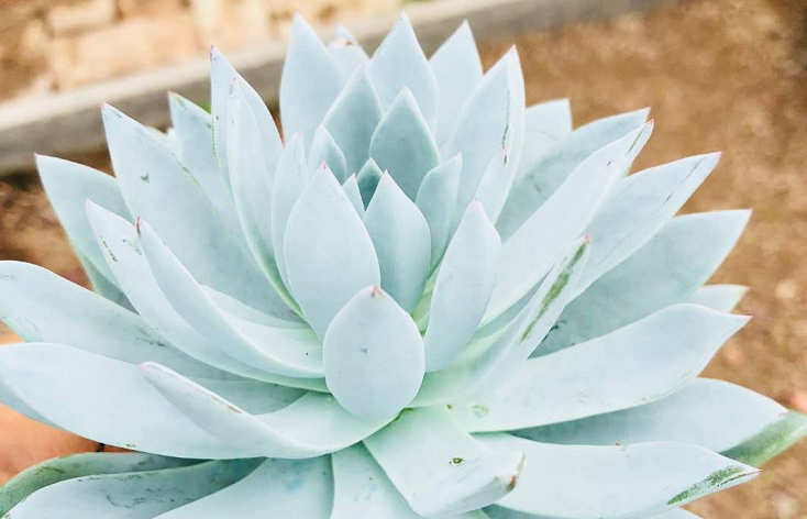 如何识别并防治多肉植物叶片上的常见病害