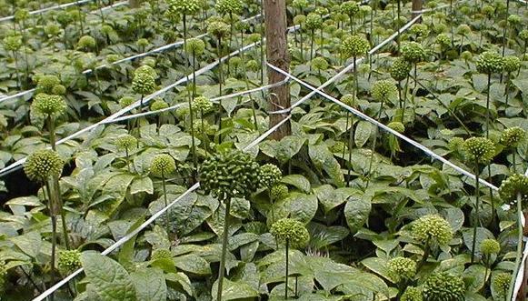 田七种植管理技术：选择种植地点，搭建棚架，作畦施肥，选种播种，冬季护理等全面指南