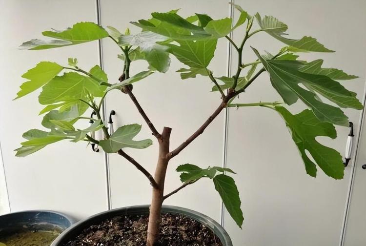 圆叶植物养护指南：菊花、椰子和无花果的特性和养护方法