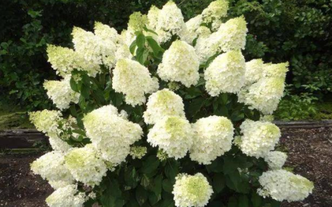 北方地区适合种植的花卉：耐寒、花色丰富的选择