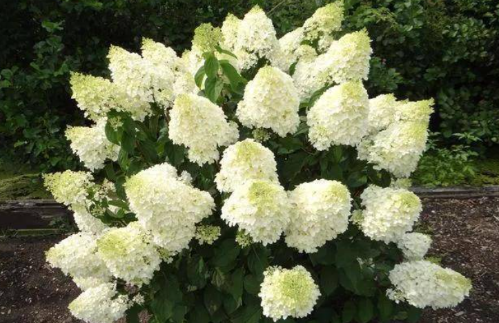 北方地区适合种植的花卉：耐寒、花色丰富的选择