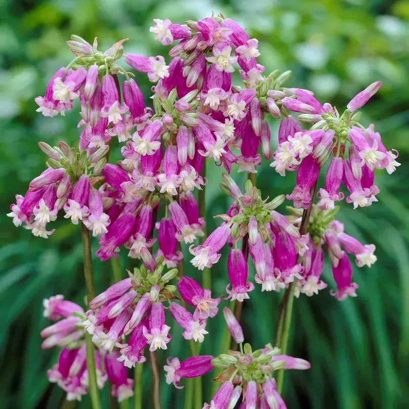 优选球根植物：雪光花、蓝壶韭和玉米百合的种植指南