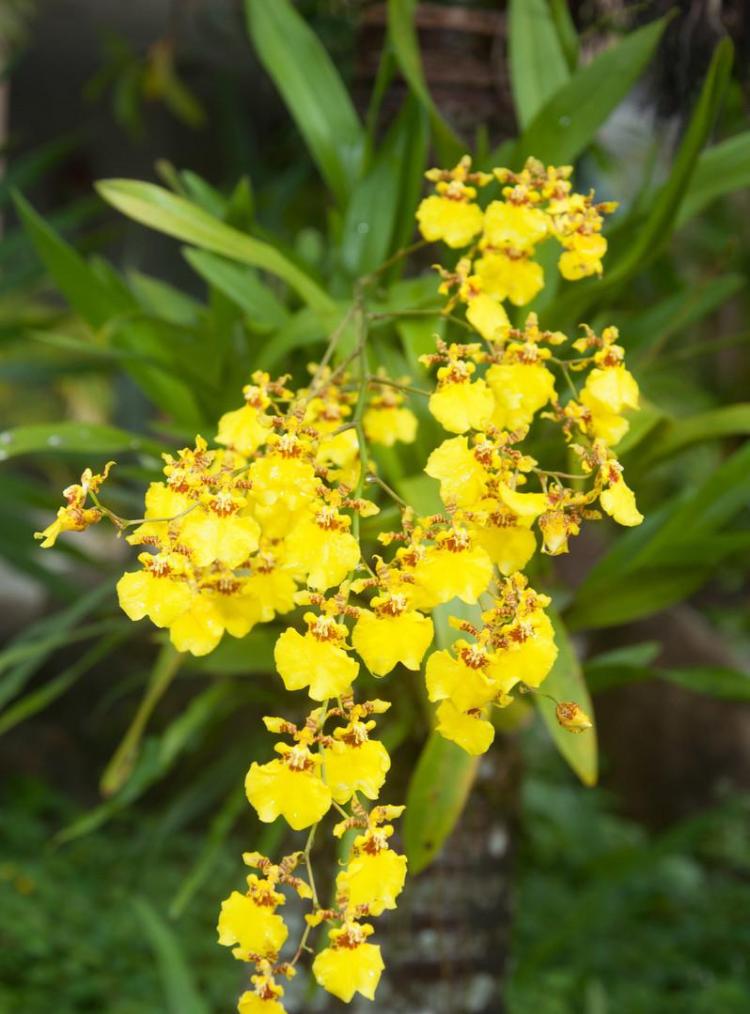 详解花卉名称与特性：从木棉到芙蓉的全面指南