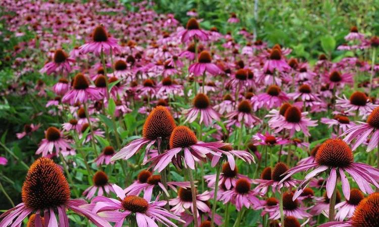 耐寒耐热的花卉：紫罗兰、菊花、玫瑰、薰衣草、紫锥花和长药景天的种植与功效