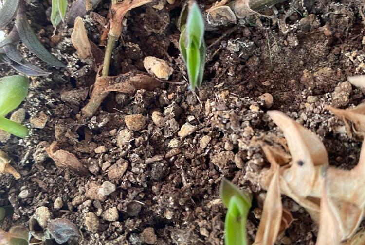 “一帆风顺”多肉植物的养护和繁殖指南