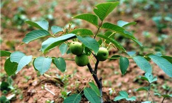 嫁接技术：提升植物成活率和抗虫害性能的有效方法