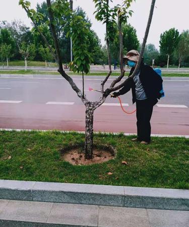 园林植物常见疾病及其防治策略：药剂使用指南