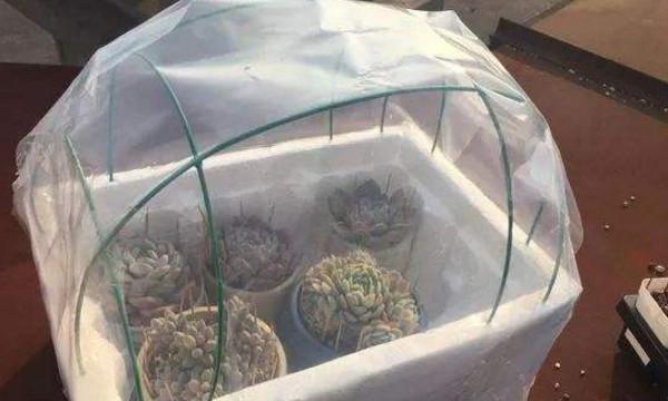 冬季保护多肉植物：制作暖棚的简单指南