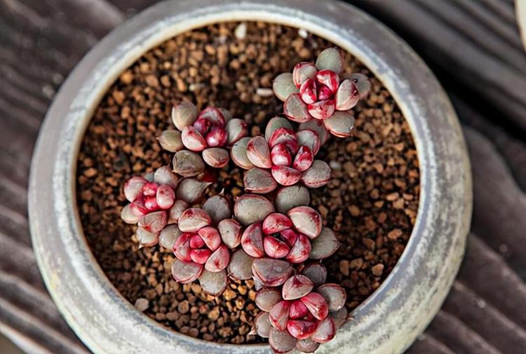 冬季多肉植物养护的关键技巧：如何防病、控水和调整光照