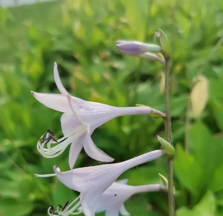 在家中种植的十种具有医疗价值的植物：金银花、鸡蛋花、紫苏、薄荷、龙葵、蒲公英、桔梗、玉簪花、丁香花和鱼腥草