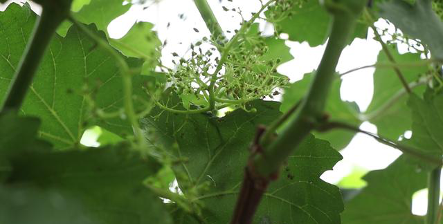 自家种植葡萄：详细步骤与实用技巧