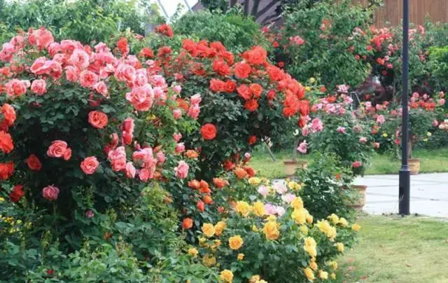 易养且美观的木本花卉：海棠花、梅花、山茶花、栀子花和藤本月季