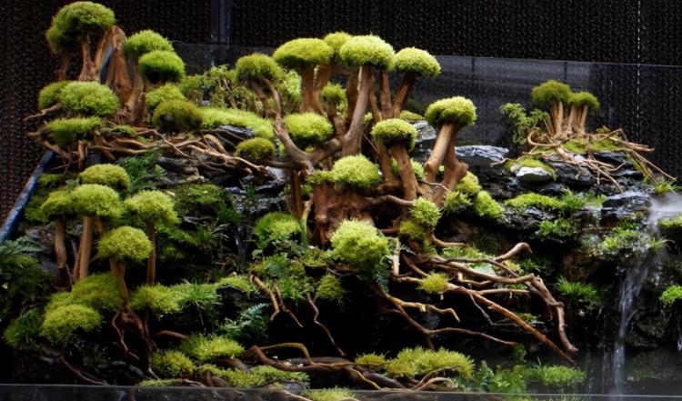 青苔与苔藓：种植方法、生长习性及其用途