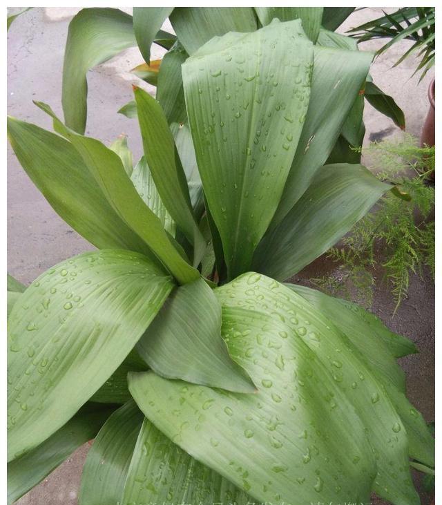 室内养花：提升生活品质与家居环境的最佳植物选择