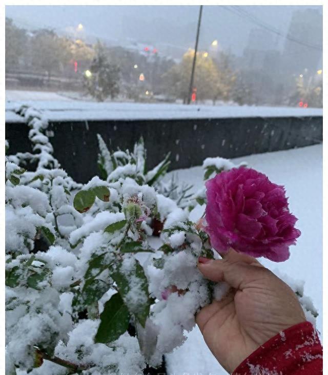 冬季室内花卉种植与养护技巧：美化家居环境，温暖冬日