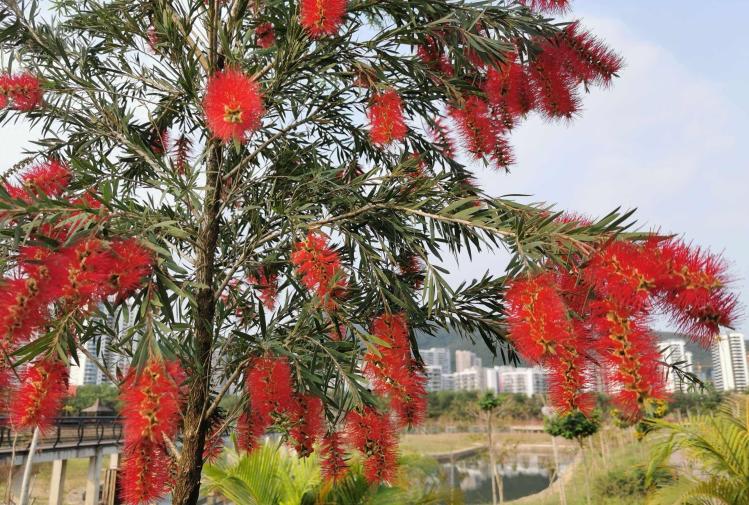 北方地区适合种植的耐寒花卉: 种植技巧和种类介绍