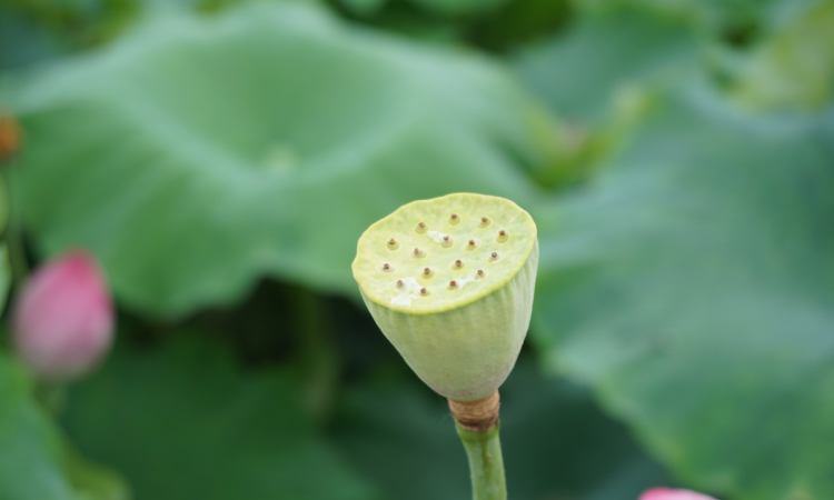 荷花与莲花：名称、生日与中国文化中的象征意义