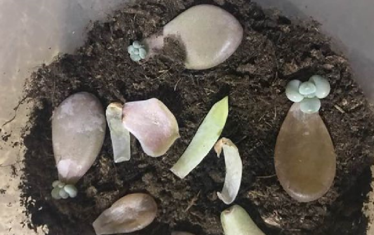 多肉植物叶插生根发芽后的保养要点